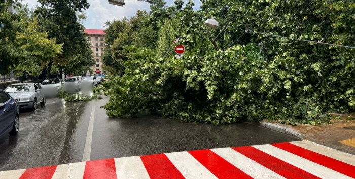 В Києві злива та ураган повалили дерева