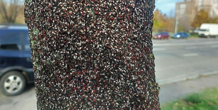 Дерево обліпили липові клопи